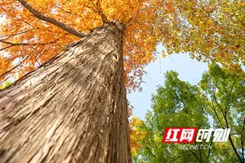 组图丨初冬不减秋色 株洲校园里的季节限定浪漫图片