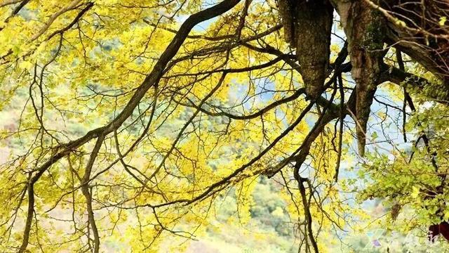 出发！来四川淘“金”