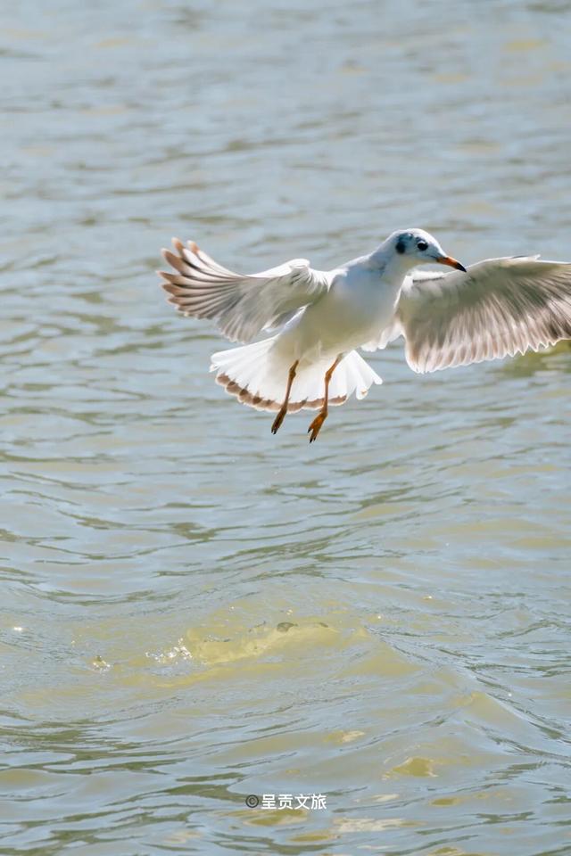 冬日呈贡洛龙公园，一天看尽四时之景