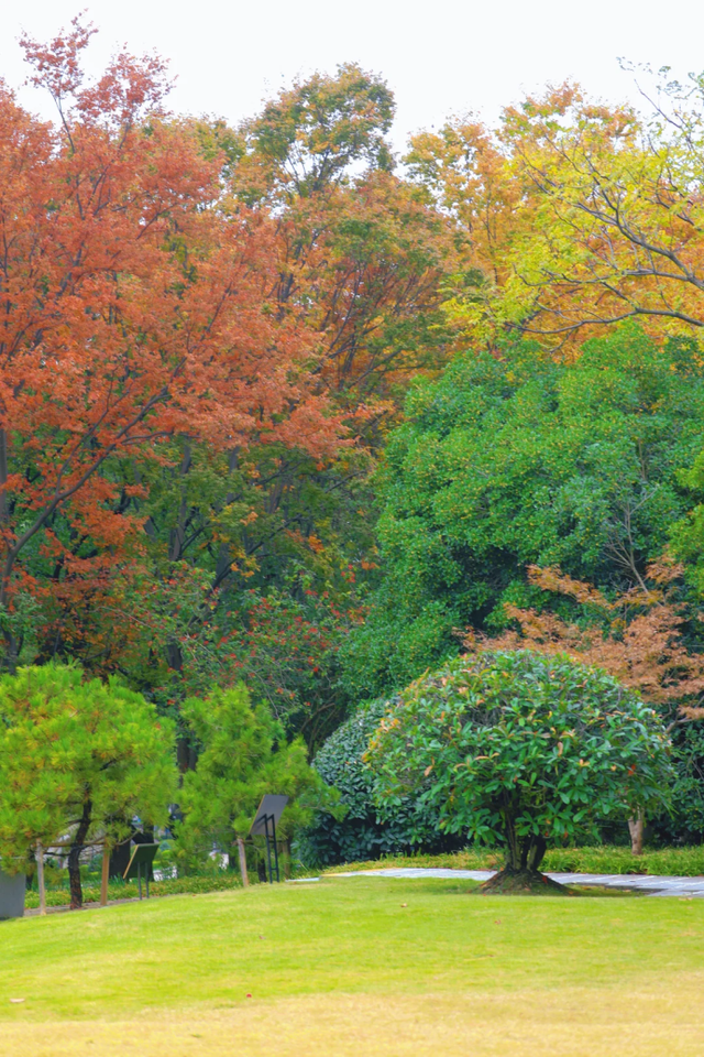 百米梧桐叠金，首波银杏泛黄！上海市中心免费秋日浪漫请查收→