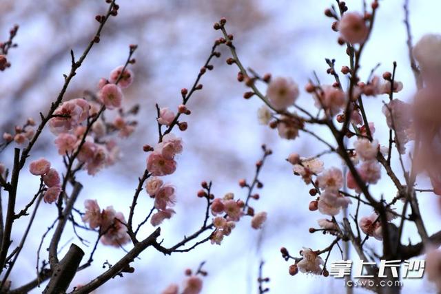 冬日限定浪漫已上新！省植物园梅茶争艳，鸟语伴暗香