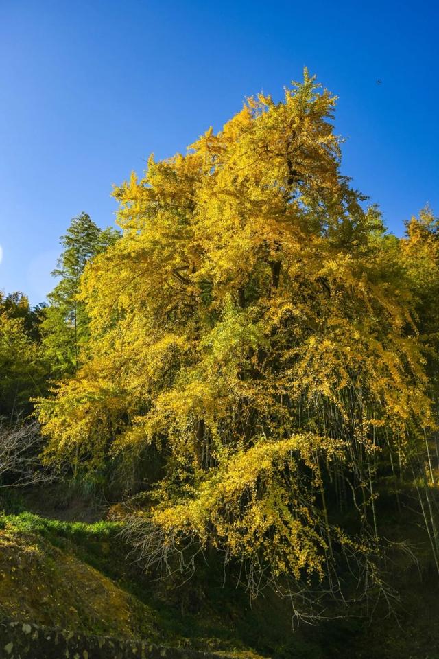 现存数量最多！赏银杏就来珠峰村