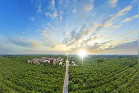 深读 | 乐陵小枣：33.07亿元品牌价值是怎样炼成的图片