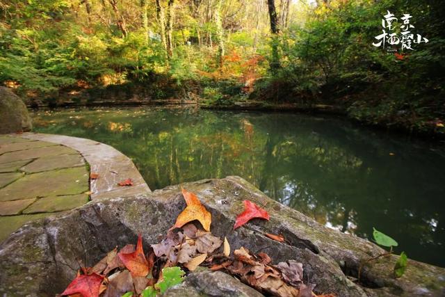 红墙+银杏已就位，本周拍照打卡攻略出炉！