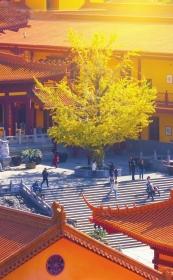 接住这份“小确杏” 长沙银杏悄然上色，快去拍金色大片