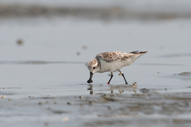 最后一只圈养勺嘴鹬去世	，死前仍在寻找同伴