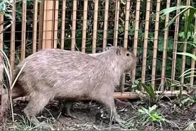 “越狱”的“豆包”抓到了！胖了一斤多图片