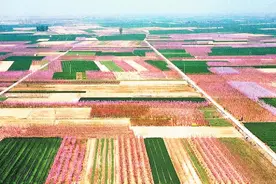 踏青赏花享春光图片
