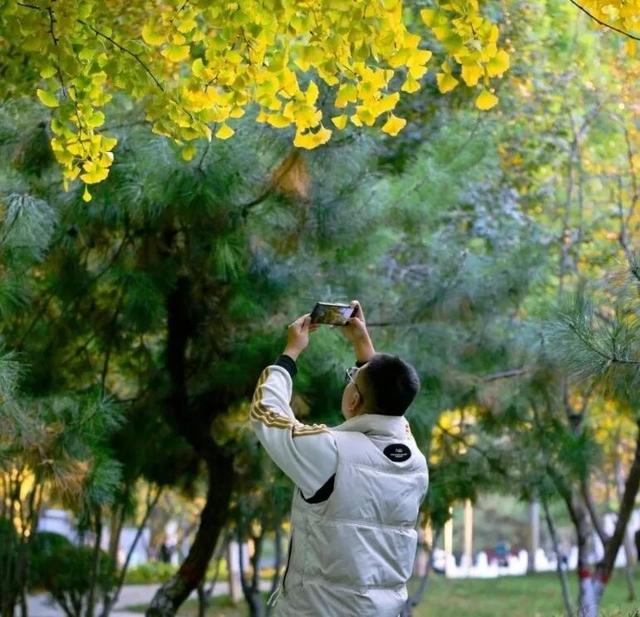 半城金黄！石家庄公园银杏已达颜值巅峰