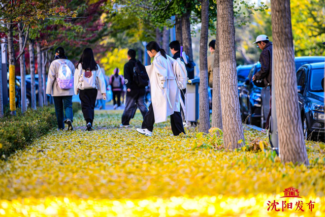 太美了！11月的沈阳，是这样的……