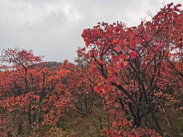 嵩山红叶季拉开帷幕