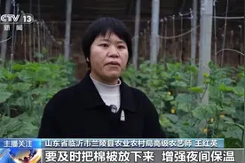 蔬菜也要盖棉被 寒潮下蔬菜这样稳产保供图片