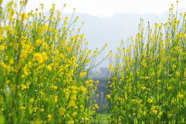 绝美！“川南最早春色”上线