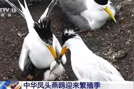 全球珍稀濒危鸟类“神话之鸟”迎来繁殖季图片