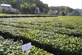 团黄贡茶：非遗传承助力“老茶乡”飘出“新茶香”图片