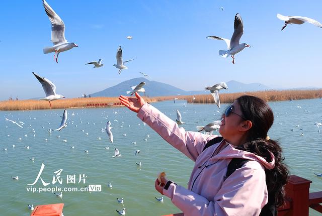 江苏苏州：太湖水域迎来赏鸥观景热潮