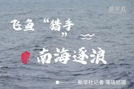 飞鱼“猎手” 南海逐浪图片