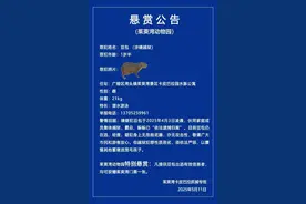 卡皮巴拉在逃40天！动物园挂出悬赏公告图片