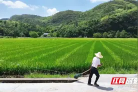 宜章县杨梅山镇平和洞：水稻制种“赶花忙”图片