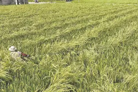 稻浪“赶花”图片