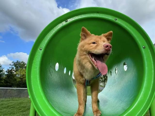 3000㎡！属于萌宠的gogoland帮你找到了！