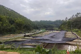 牢牢守住耕地红线！高州市荷花镇牛蛙养殖场完成清退整改图片