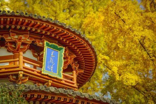 曲江银杏观赏季丨漫步金色世界，享受秋日时光