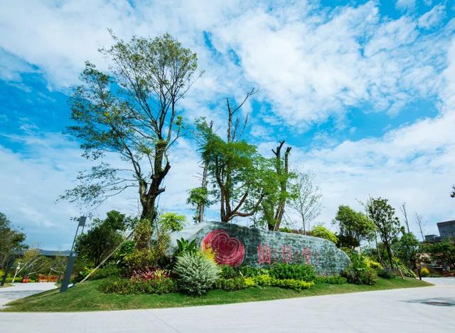 一口金桔甜，解锁融安初冬的N种玩法