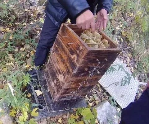 伤亡惨重!浙江两派蜜蜂打群架,民警直接上门劝架