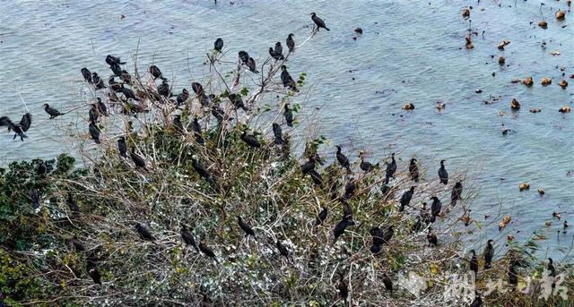 场面壮观！荆州进入繁忙“迎来送往”季！