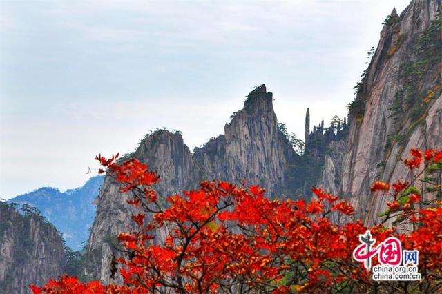 黄山：层林尽染 一幅幅醉美秋色画卷(图)