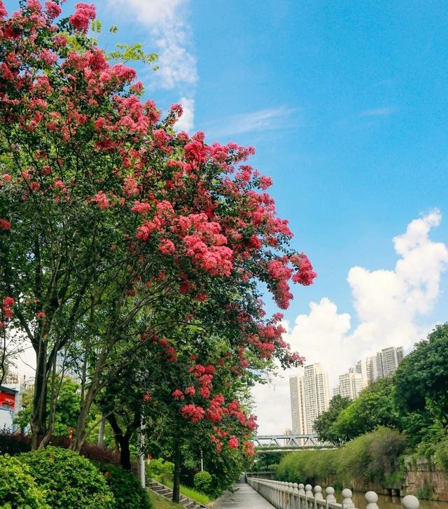 禅城夏日限定浪漫！紫薇花开成海，满城尽披“紫霞衣”