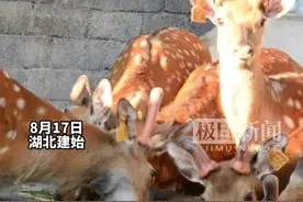 养好致富鹿，共奔致富路图片
