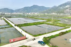 这里的稻田小龙虾为何抢手？跟着记者到温州平阳抓虾去图片