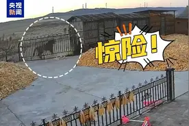 野生东北虎进村咬伤村民 伤人猛虎后续如何处置？图片