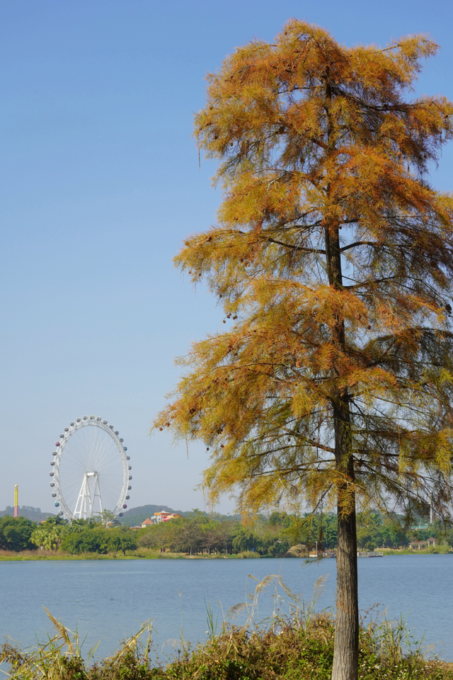 视觉增城｜落羽杉披“红妆” ！快来解锁增城冬日生态画卷