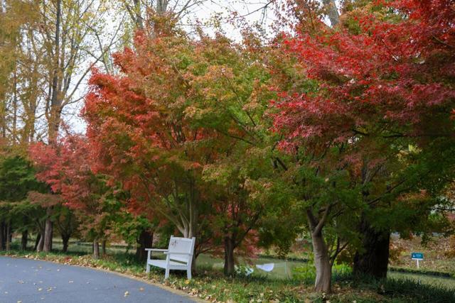 金山这里“枫”景如画，别再错过哦！