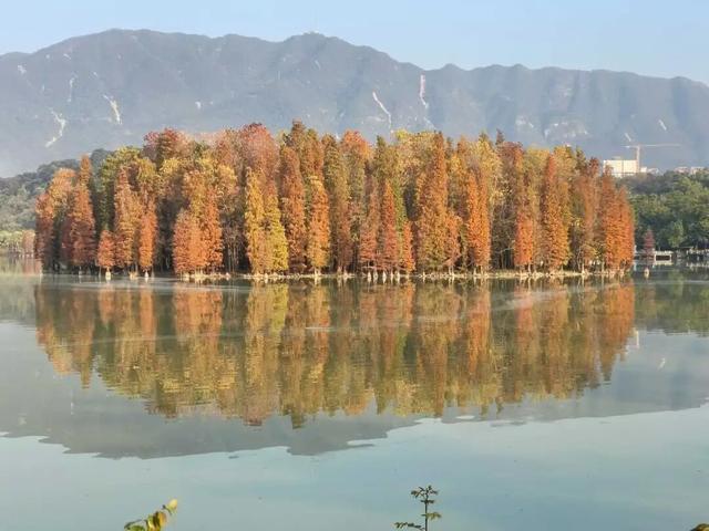 太美了！除了七星岩北门，肇庆这里也藏着一大片落羽杉……