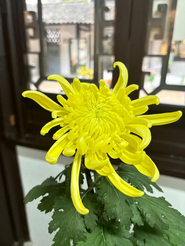 美成壁纸！醉白池菊展进入盛花期