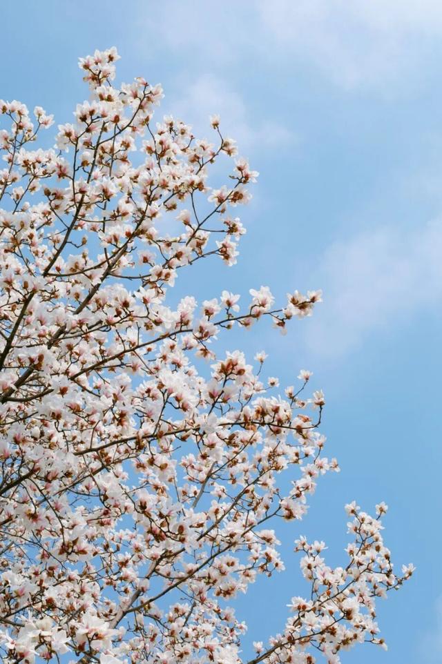 南京全城开花，九宫格装不下