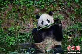 中国两只大熊猫将赴美国圣迭戈开启10年旅居生活图片