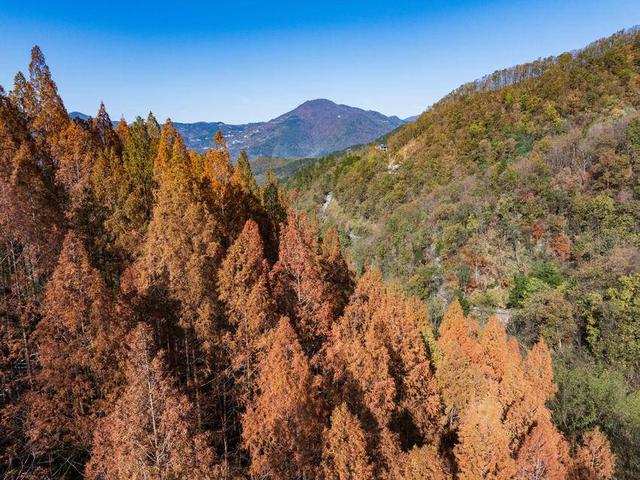 保康：冬日水杉着“红装”
