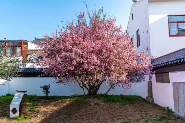 宜兴→眉山，“东坡海棠”回归故里！