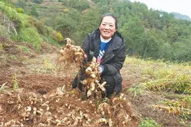 新街乡：遍地黄精铺就致富“黄金”路图片