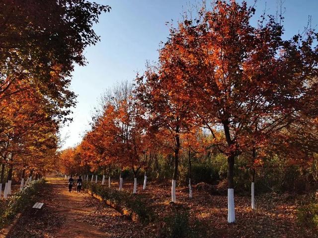 石林万家欢蓝莓庄园“枫”景正好
