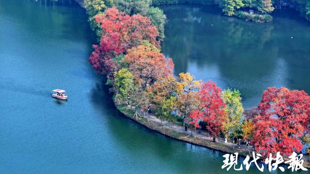 陆游笔下的乌桕红，在南京月牙堤美成了诗