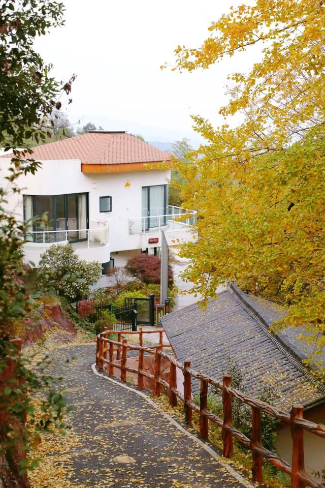 高岭宿集・赴一场银杏的金色邀约