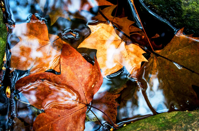 福建这几处宝地，藏着绝美“枫”景