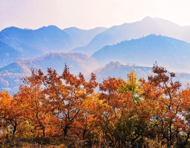 观云海，遇彩林，初冬就该来这里！