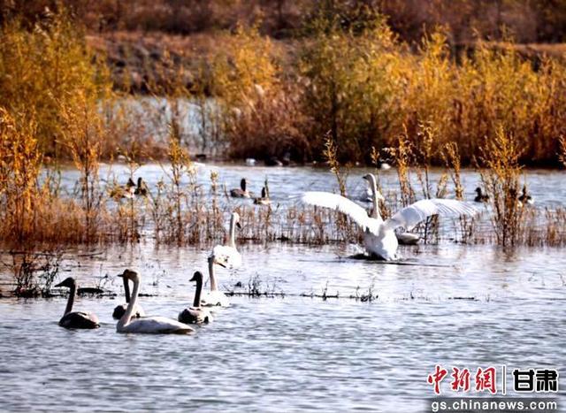 绿满陇原·奇迹三北 | 张掖黑河湿地美景喜迎越冬“贵客”陆续抵达